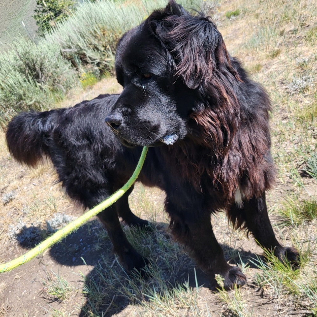 Handsome, an adoptable Mixed Breed in Hailey, ID, 83333 | Photo Image 6