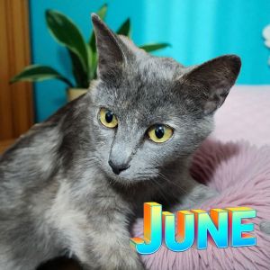 June, Adult Female unknown