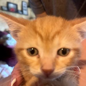 Caesar, Baby Male unknown