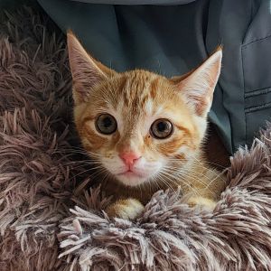 Phineas, Baby Male unknown