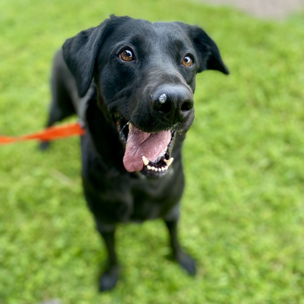 Reina, an adoptable Chesapeake Bay Retriever, Mixed Breed in Glenwood Springs, CO, 81601 | Photo Image 1