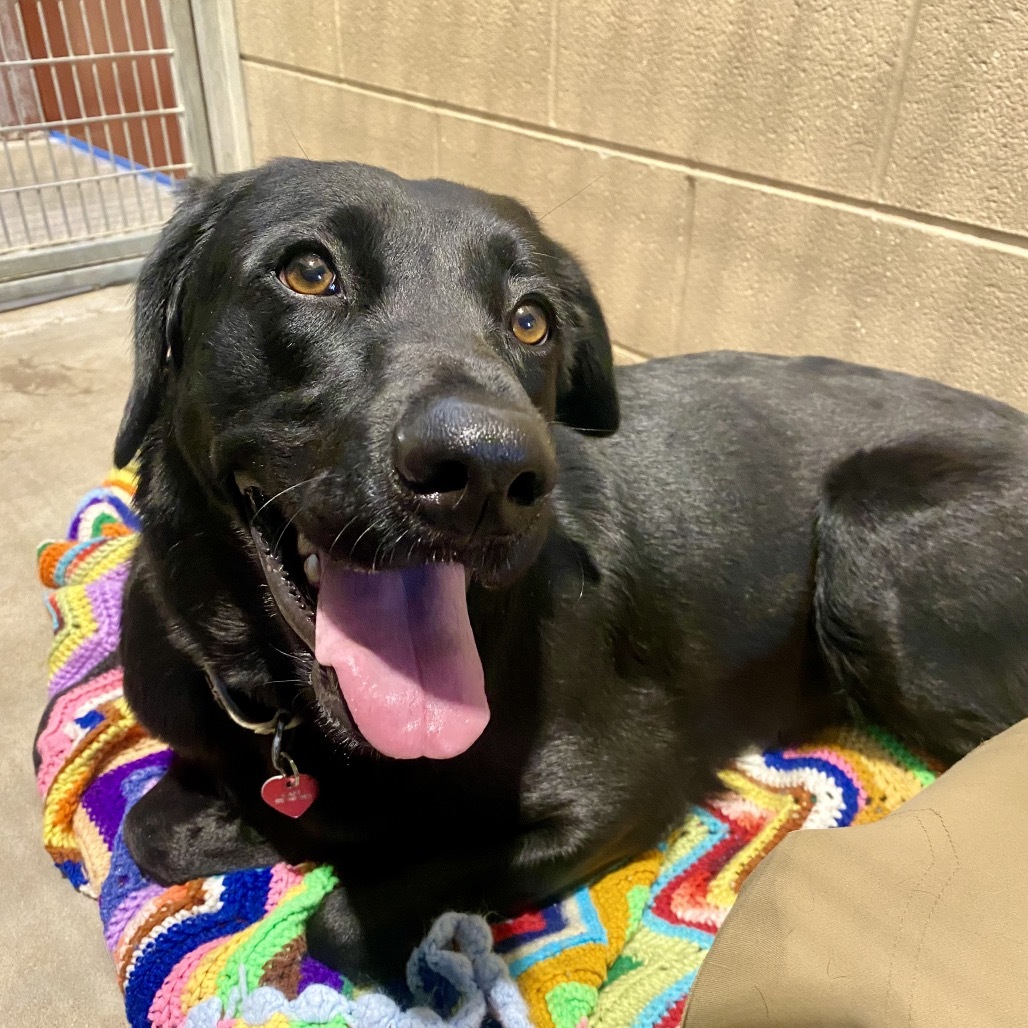 Reina, an adoptable Chesapeake Bay Retriever, Mixed Breed in Glenwood Springs, CO, 81601 | Photo Image 2