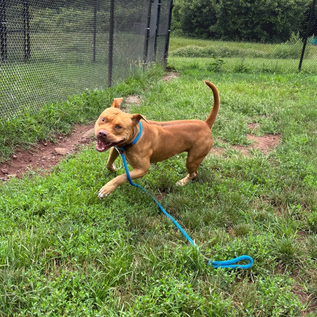 Simba