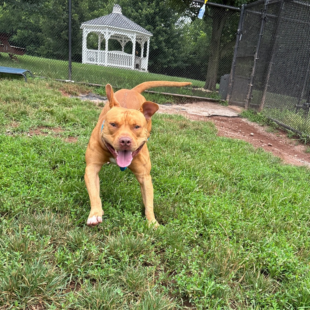 Simba