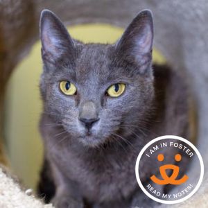 Wanda is an affectionate 11-year-old who loves attention and being near her people especially in a 