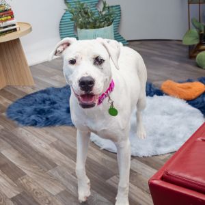 Sakura American Staffordshire Terrier Dog