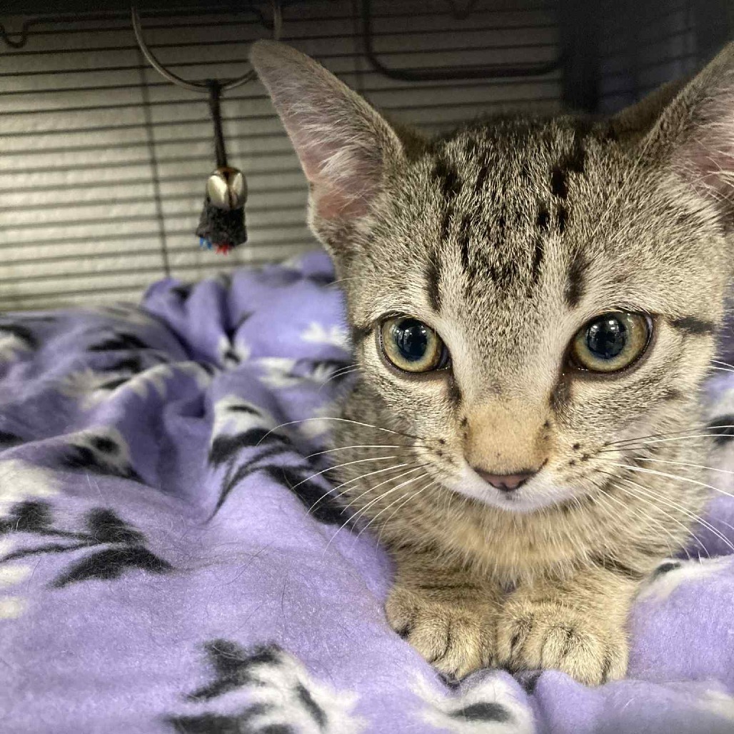 Vito