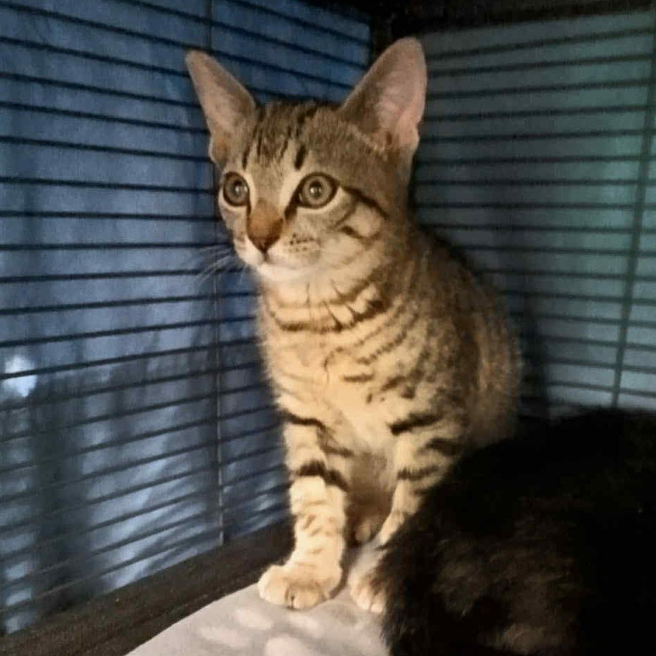 Vito