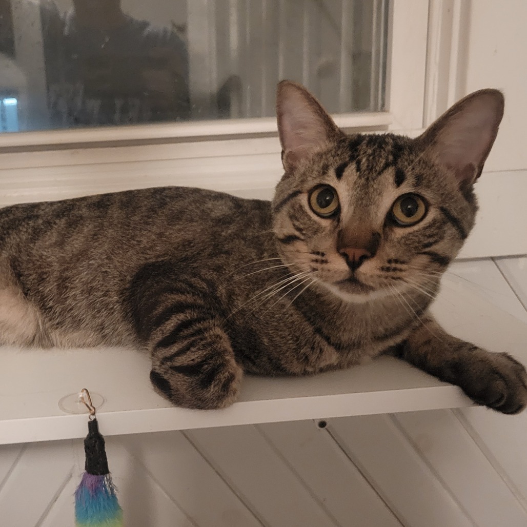 Rickey Tabby