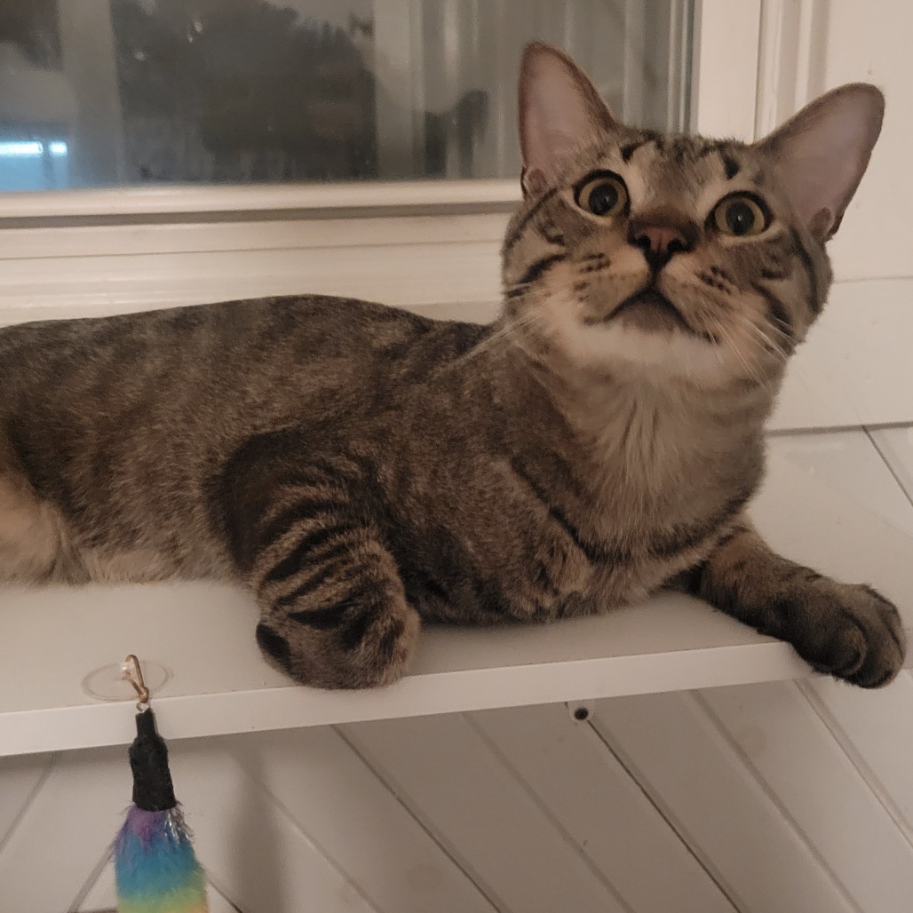 Rickey Tabby