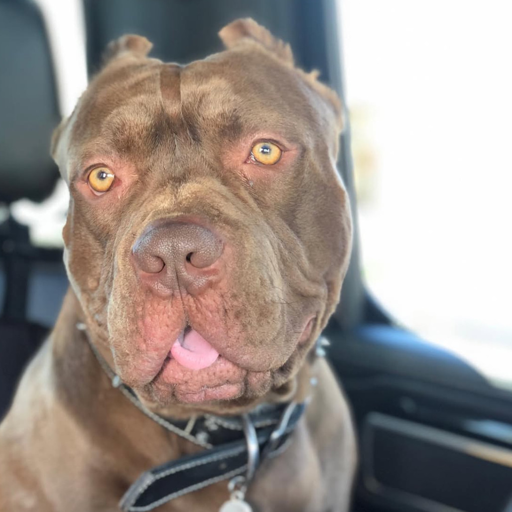 Rocco