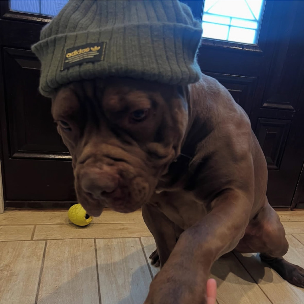 Rocco