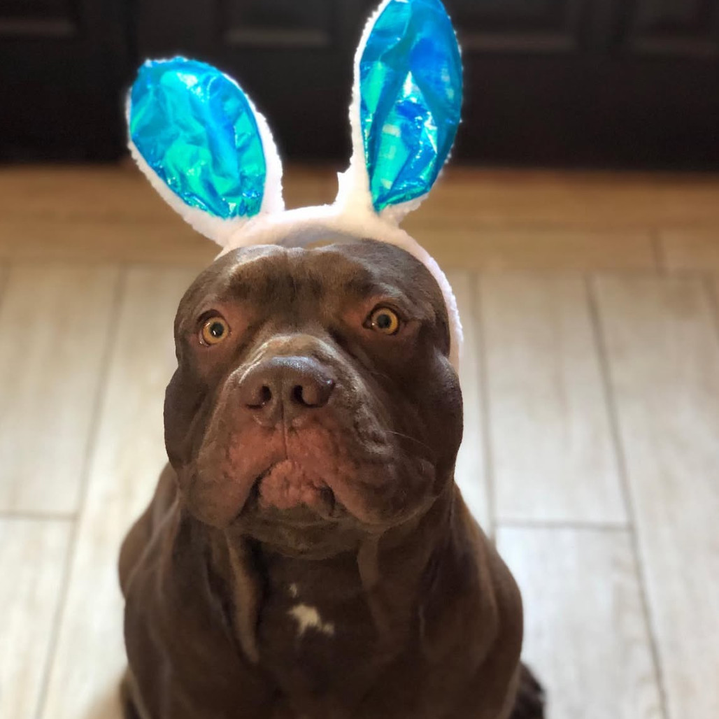 Rocco