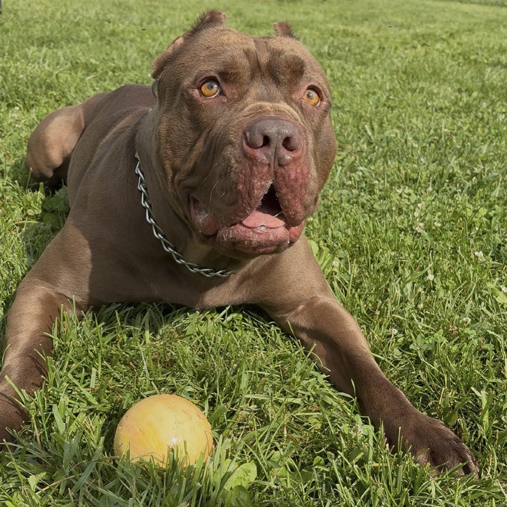 Rocco