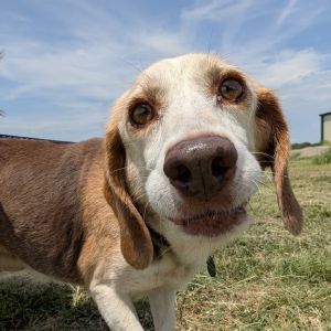 Persephone, Senior Female unknown
