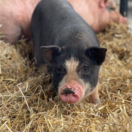 A045607, Adult Female Pig