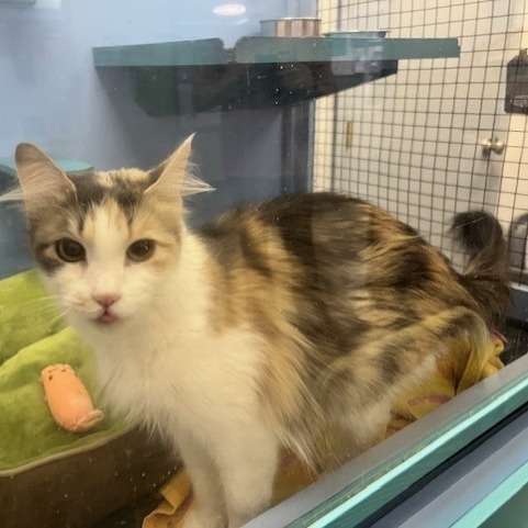 Lani