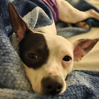 Patch