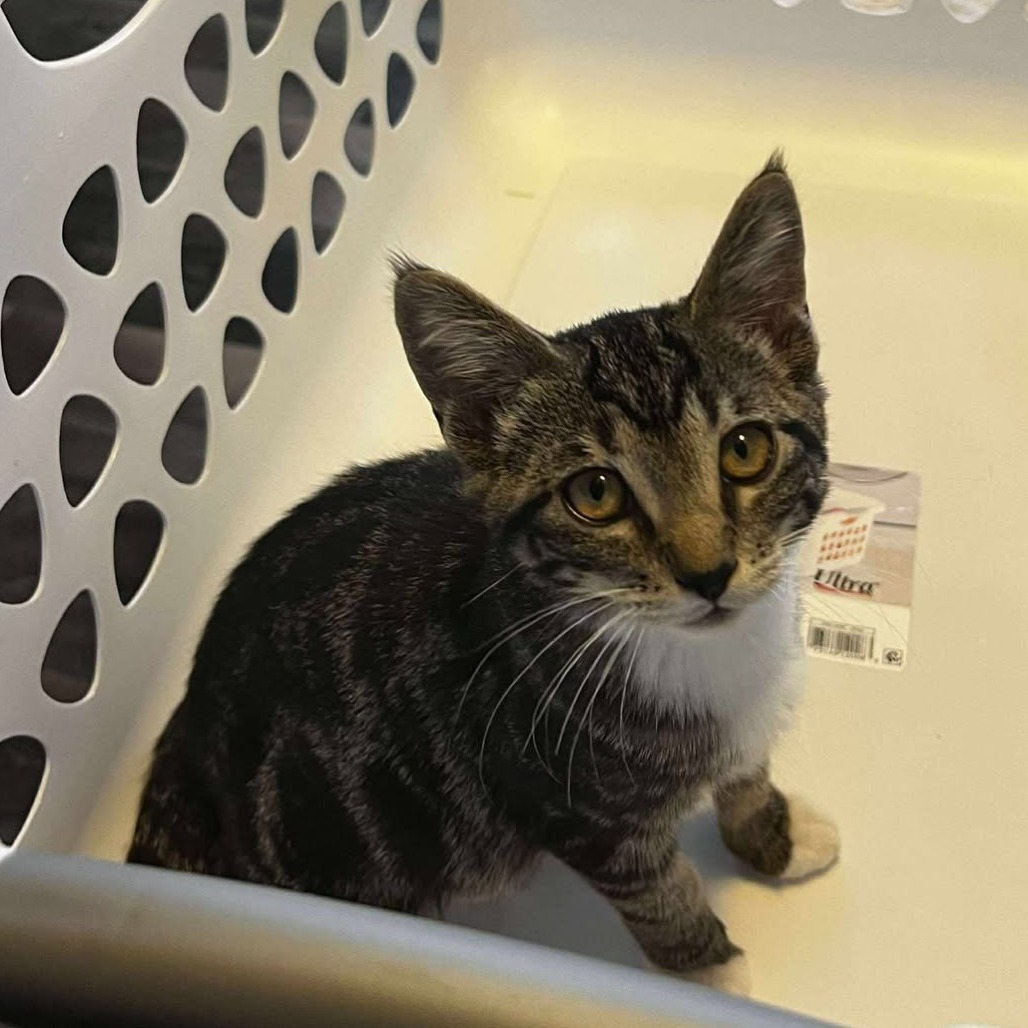 Silka, an adoptable Domestic Short Hair in Nampa, ID, 83686 | Photo Image 1