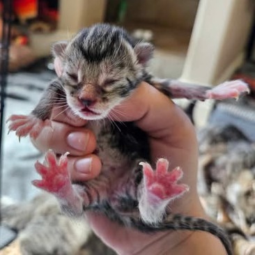 Silka, an adoptable Domestic Short Hair in Nampa, ID, 83686 | Photo Image 2