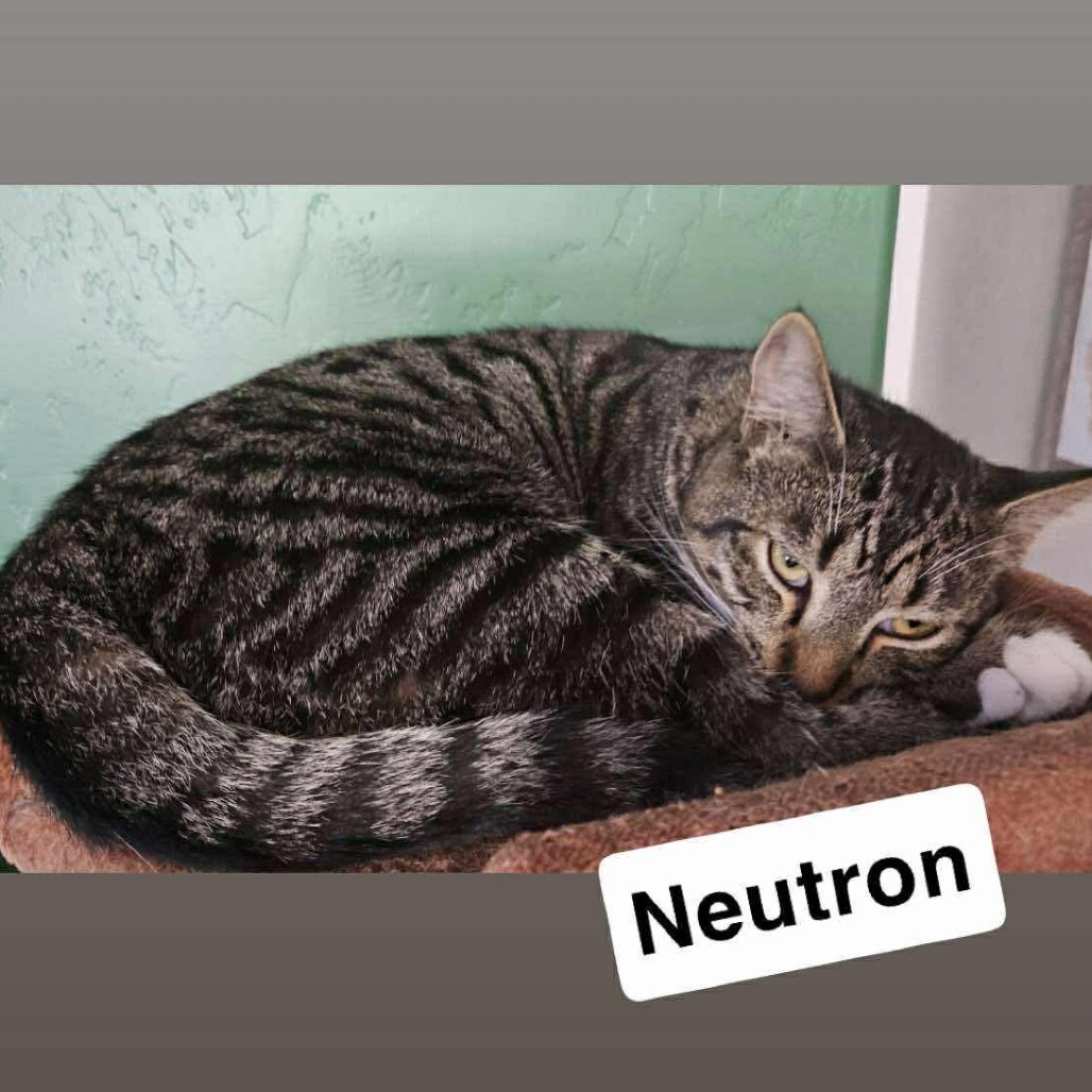 Neutron, an adoptable Domestic Short Hair in Nampa, ID, 83686 | Photo Image 1