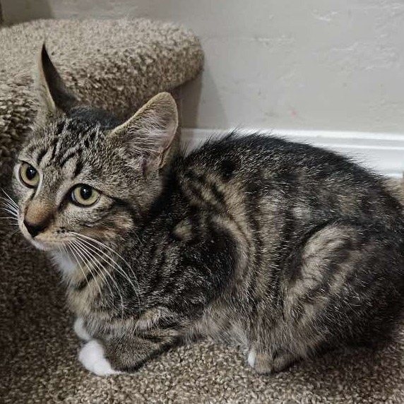 Neutron, an adoptable Domestic Short Hair in Nampa, ID, 83686 | Photo Image 2