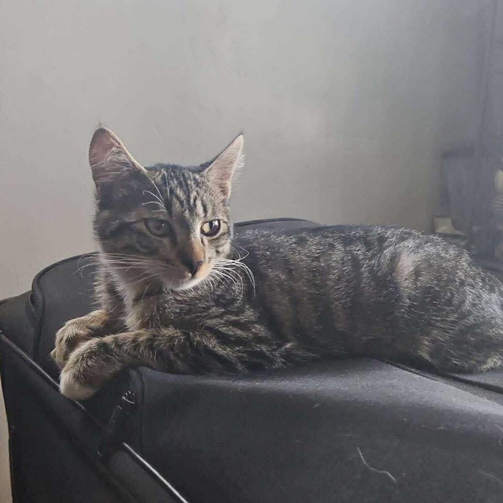 Neutron, an adoptable Domestic Short Hair in Nampa, ID, 83686 | Photo Image 3