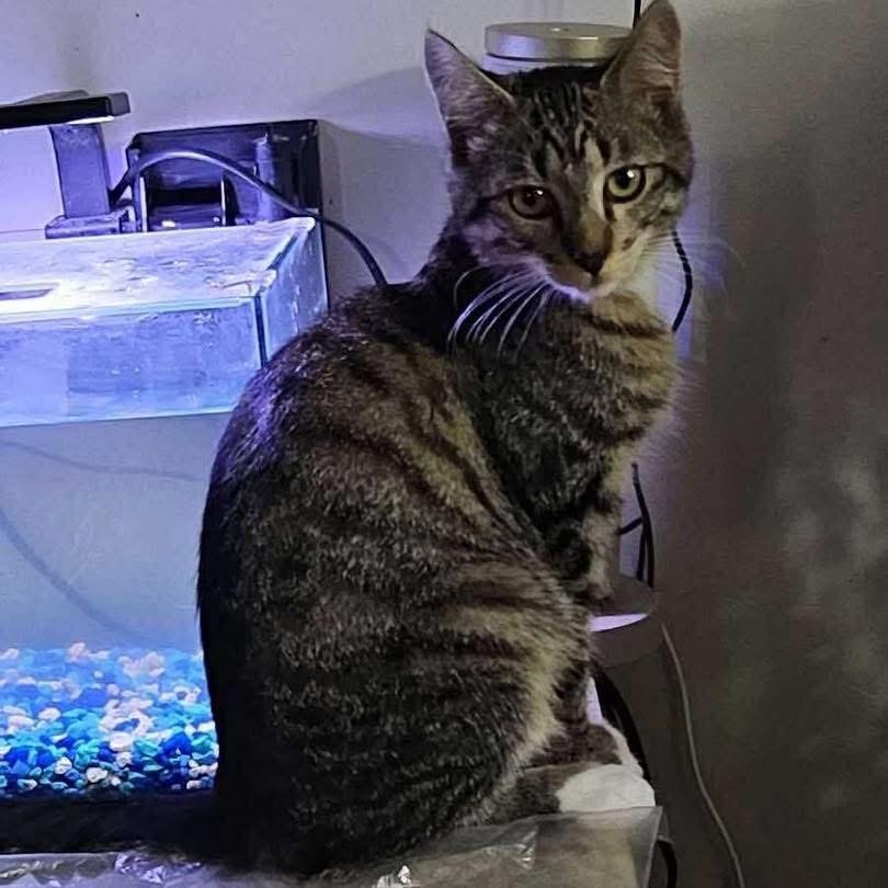 Neutron, an adoptable Domestic Short Hair in Nampa, ID, 83686 | Photo Image 4