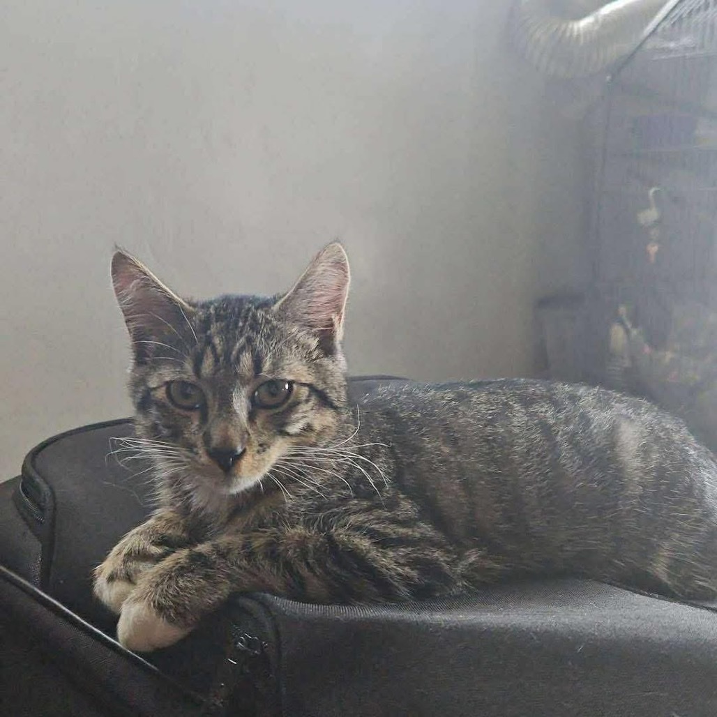 Neutron, an adoptable Domestic Short Hair in Nampa, ID, 83686 | Photo Image 5