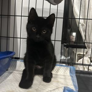 Overnight Domestic Short Hair Cat