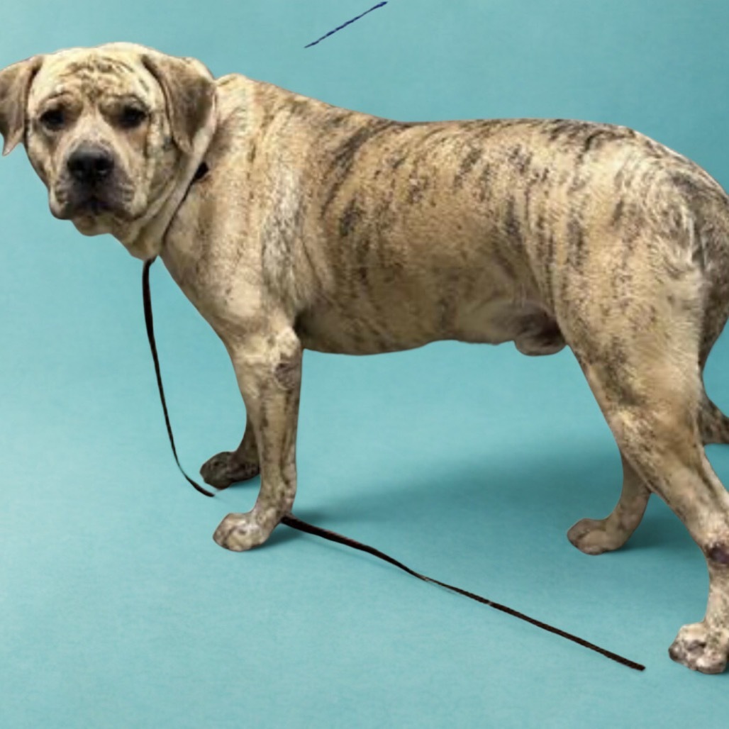 Yoshi, an adoptable Boerboel, Mastiff in Las Vegas, NV, 89130 | Photo Image 1