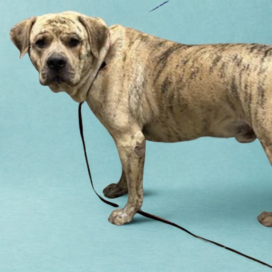 Yoshi, an adoptable Boerboel, Mastiff in Las Vegas, NV, 89130 | Photo Image 2