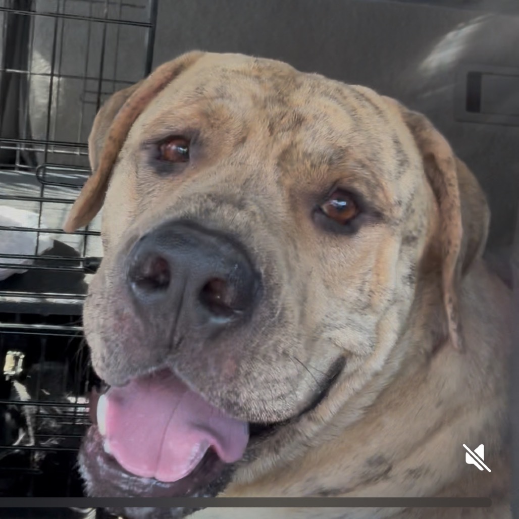 Yoshi, an adoptable Boerboel, Mastiff in Las Vegas, NV, 89130 | Photo Image 3