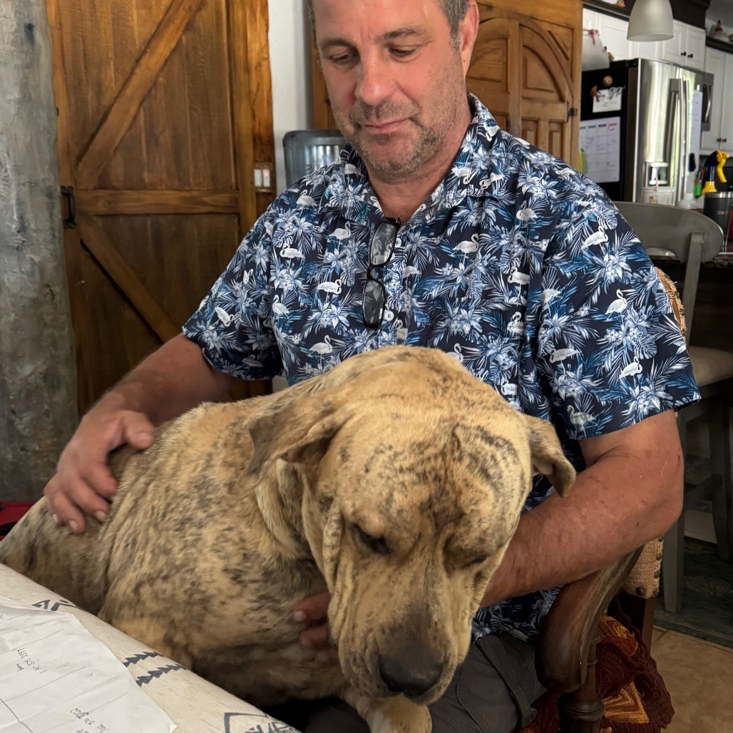 Yoshi, an adoptable Boerboel, Mastiff in Las Vegas, NV, 89130 | Photo Image 4
