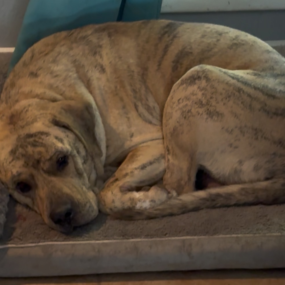 Yoshi, an adoptable Boerboel, Mastiff in Las Vegas, NV, 89130 | Photo Image 5
