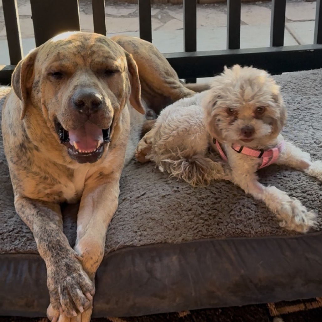 Yoshi, an adoptable Boerboel, Mastiff in Las Vegas, NV, 89130 | Photo Image 6