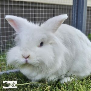 Yeti - Available from Foster, Young Female unknown