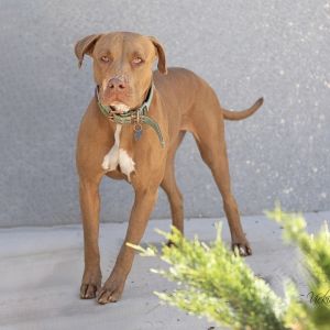 Zoey, Adult Female unknown