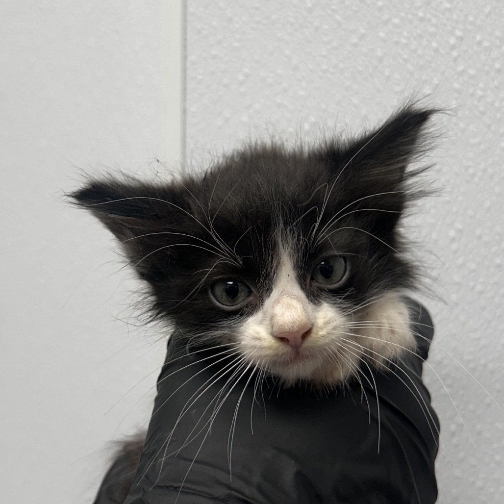 West End, an adoptable Domestic Long Hair in Abilene, TX, 79602 | Photo Image 1