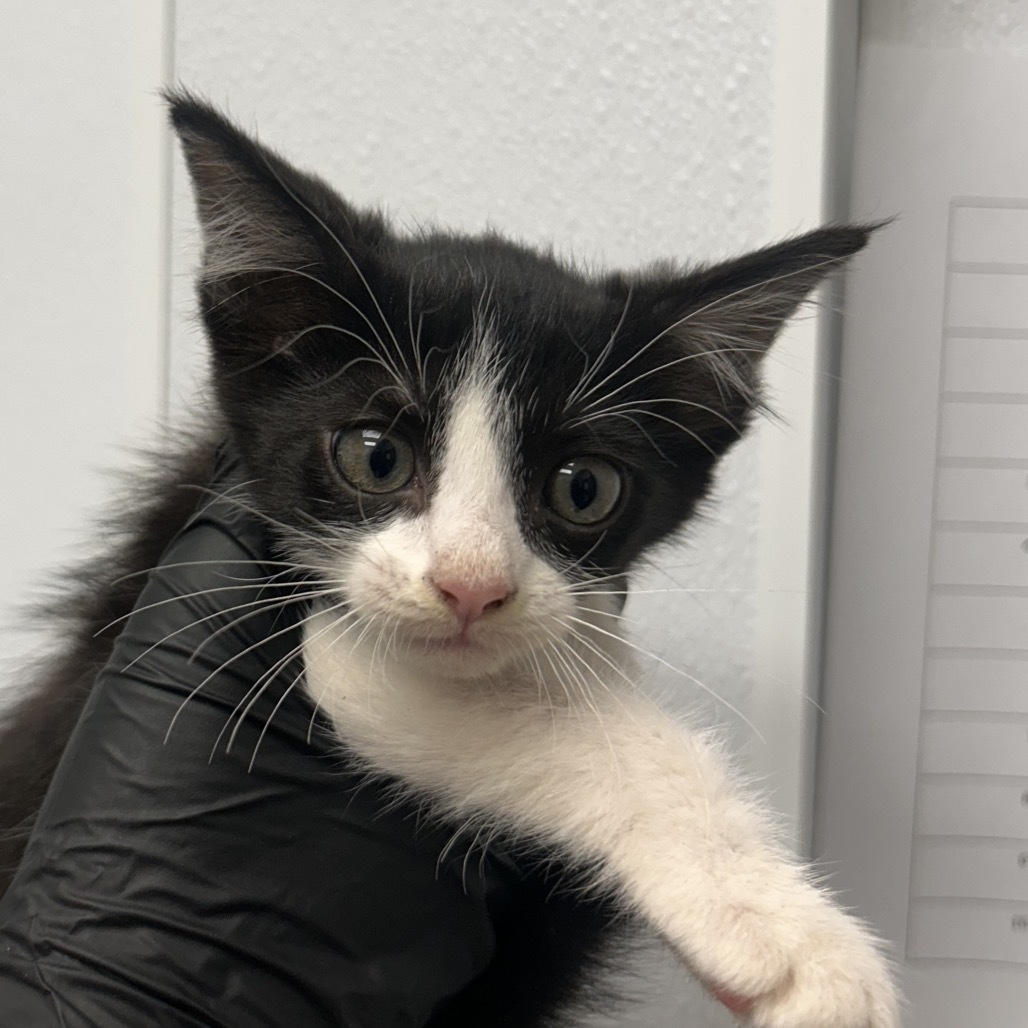Weston, an adoptable Domestic Medium Hair in Abilene, TX, 79602 | Photo Image 1