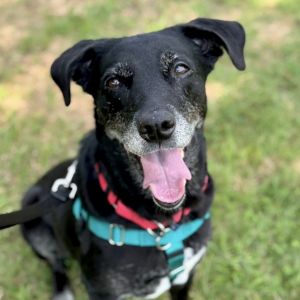 Mishka, Adult Female unknown