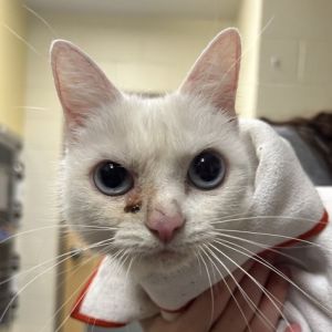 Scarlett, Adult Female unknown