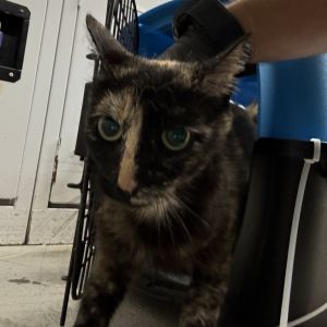 Momma Karley Domestic Short Hair Cat