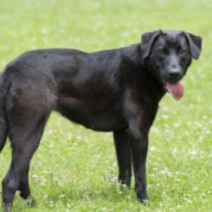 Eloise Mixed Breed Dog