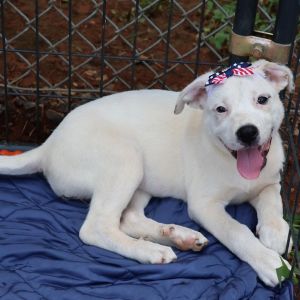 Bridget Mixed Breed Dog