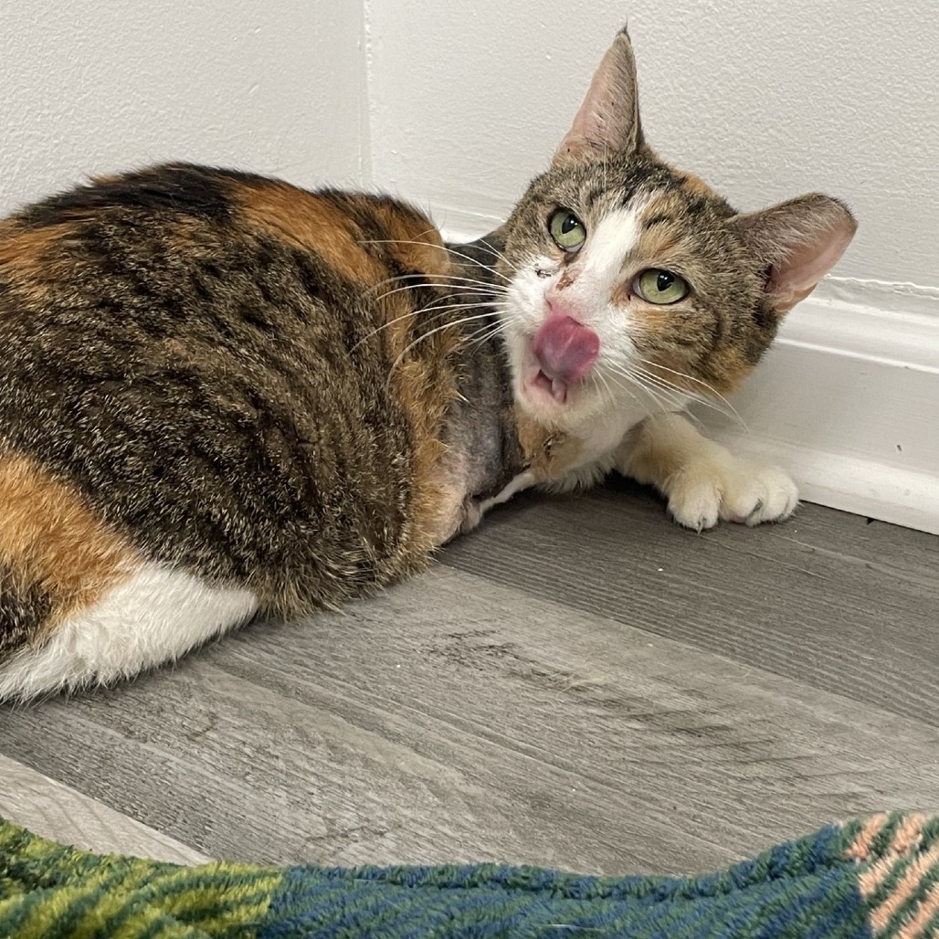 Hera