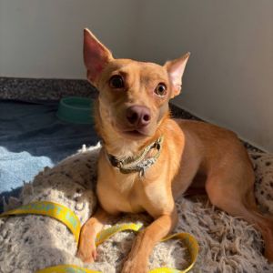 Quaker Mixed Breed Dog