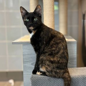 Jasmine, Adult Female unknown