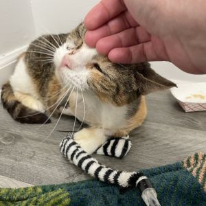 Hera Domestic Short Hair Cat