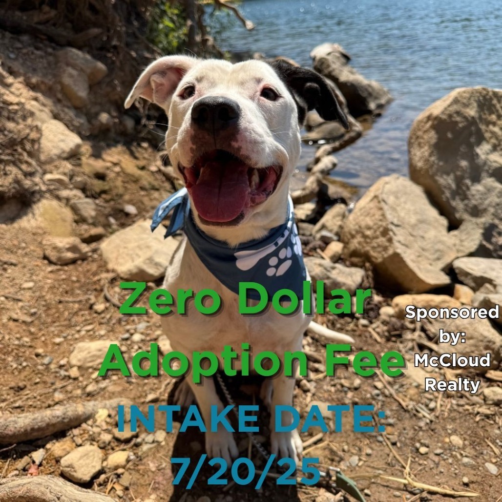 Kora, an adoptable Pit Bull Terrier, Mixed Breed in Mount Shasta, CA, 96067 | Photo Image 1